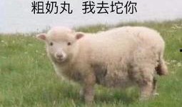 爆料网红小羊视频下载大全,海量热门内容一网打尽